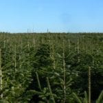 sapins made in picardie